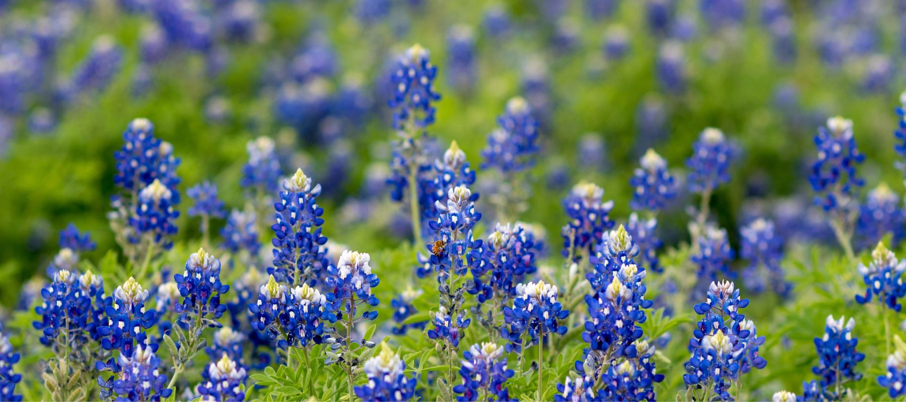 field of bluebonnets in boerne hill country