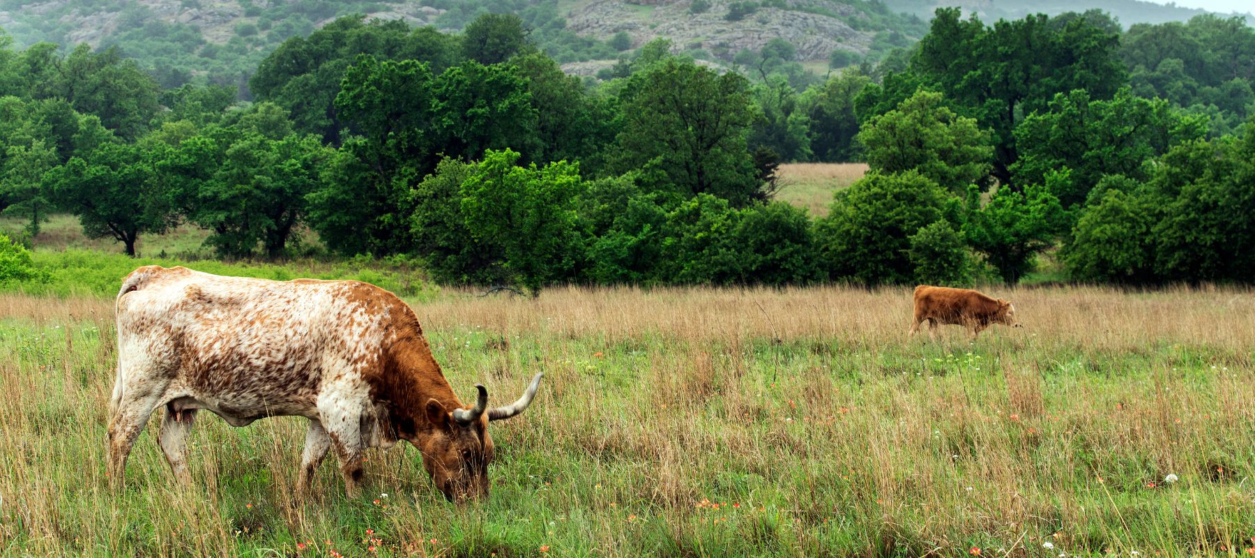 pasture with grazing cattle in helotes