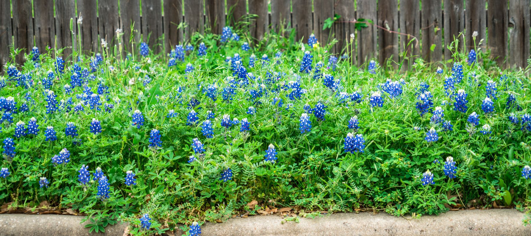 closeup of a bush of bluebonnets